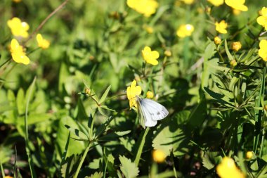 bir alandaki vahşi bahar çiçek