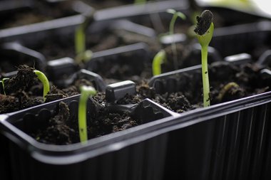 küçük Fideler tohumlarından