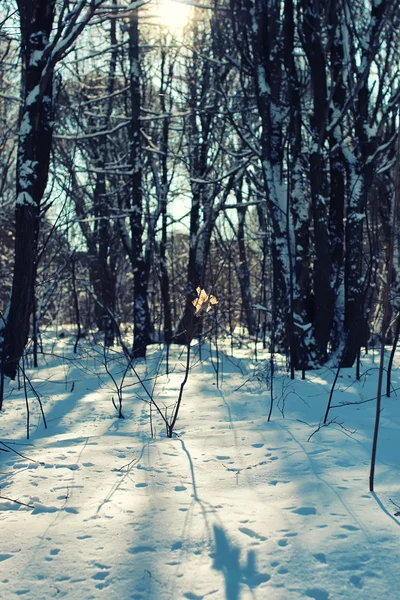 Bosque de hojas solitarias en árbol de invierno — Foto de Stock