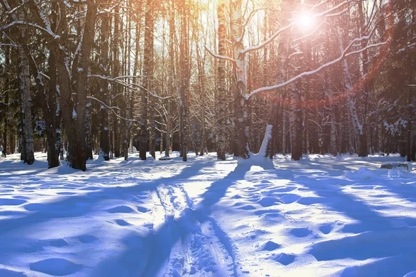 Country skiing in the winter forest Stock Image