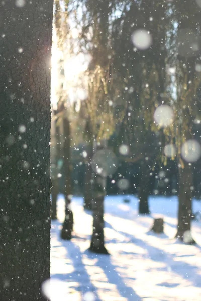 Χειμώνας δάσος δέντρο κλαδιά — Φωτογραφία Αρχείου