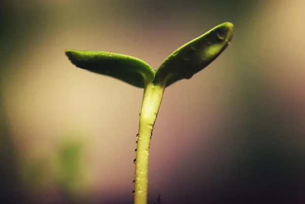 Box with small sprout from seeds — Stock Photo, Image