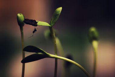 tohumlarından küçük Fideler kutusuyla