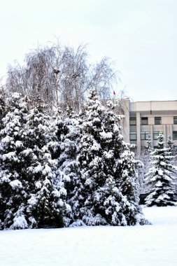 kış köknar ağacı güneş ışığı