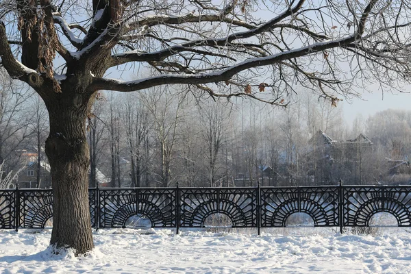 Cúpula de vedação de árvore de inverno — Fotografia de Stock