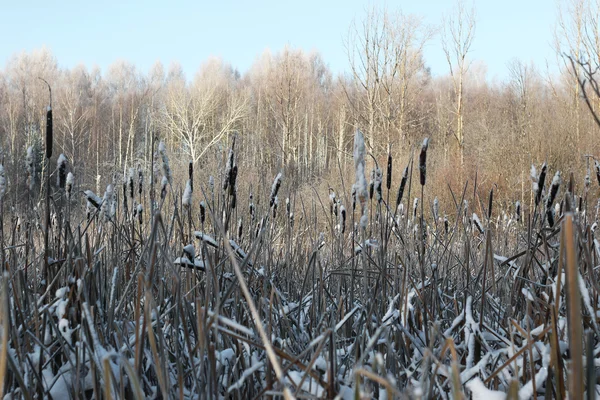 Junco floresta de inverno — Fotografia de Stock