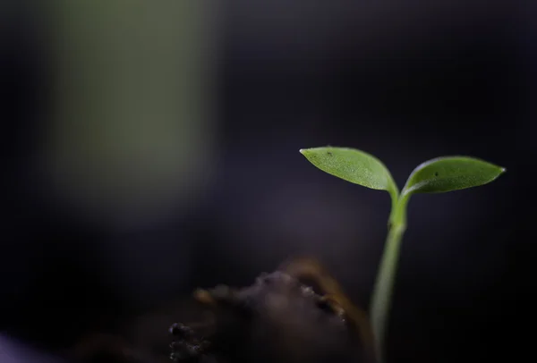 Graines de semis d'été tournesol — Photo