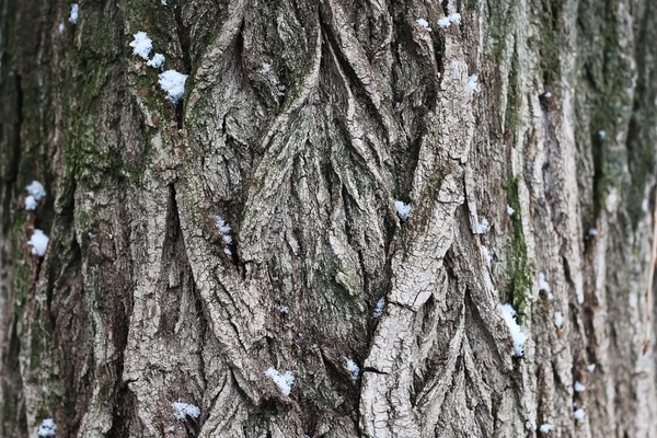 Corteza de árbol invierno —  Fotos de Stock