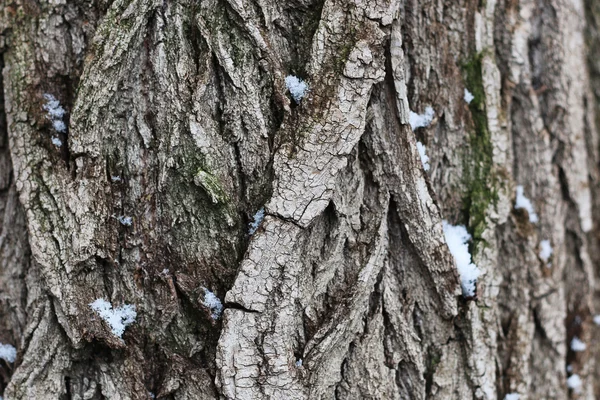 나무의 겨울 — 스톡 사진