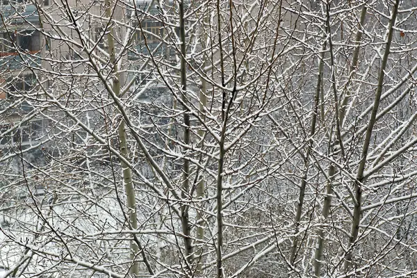 Snow trees yard house evening — Stock Photo, Image