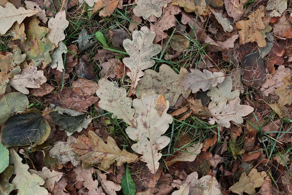 Folhas no fundo do chão — Fotografia de Stock