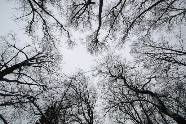 Des branches d'arbres contre le ciel — Photo