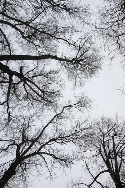 Des branches d'arbres contre le ciel — Photo
