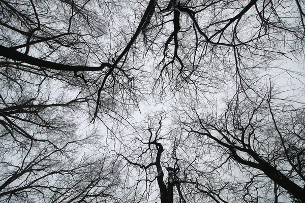 空背景に木の枝 — ストック写真