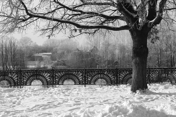Park im Winter schwarz-weiß — Stockfoto