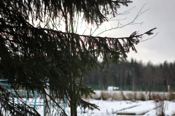 Ramas de árboles en invierno —  Fotos de Stock