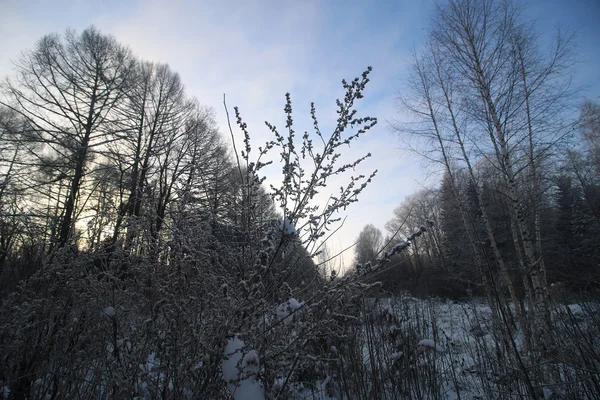 冬天树森林 — 图库照片