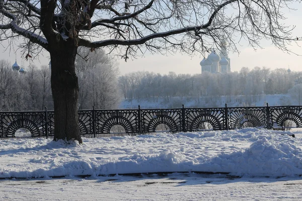 Winter tree fence dome — Stock Photo, Image