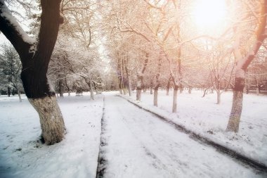 Park sokak ağaç yolu kış