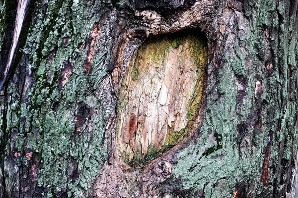 Textura del árbol de fondo — Foto de Stock