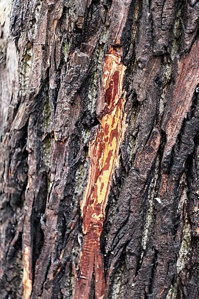 Textura del árbol de fondo —  Fotos de Stock