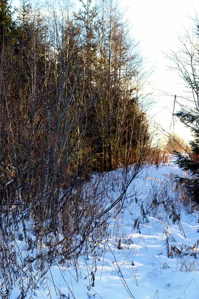 Árbol de invierno en un campo — Foto de Stock