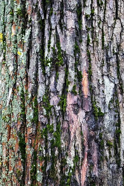 Textura del árbol de fondo — Foto de Stock