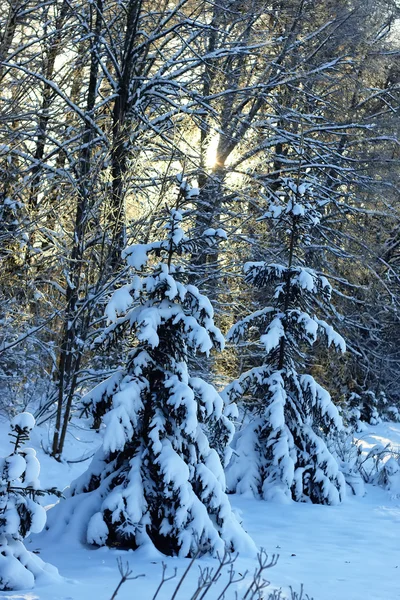 Гілка рослини вкрита снігом зимовий макрос — стокове фото