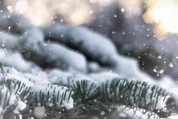 Снег зимней ели — стоковое фото