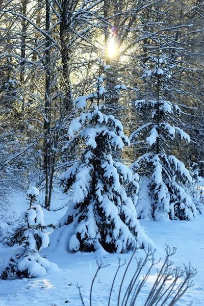 Гілка рослини вкрита снігом зимовий макрос — стокове фото