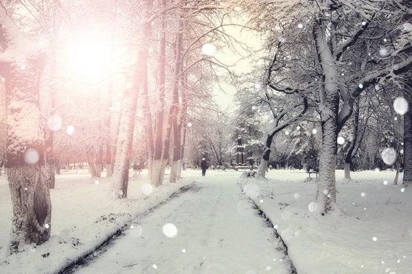 Chodníku zimní stromy větve — Stock fotografie