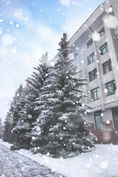 Inverno abeto árvore neve — Fotografia de Stock