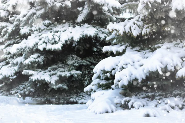 Winter fir tree snow — Stock Photo, Image