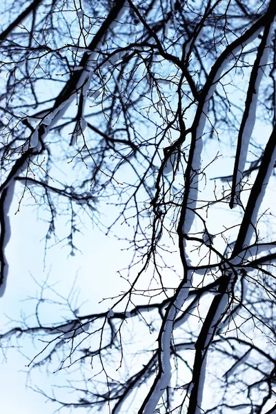 Holé větve v zimě — Stock fotografie