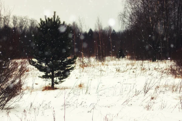 РПИ дерево зима — стоковое фото
