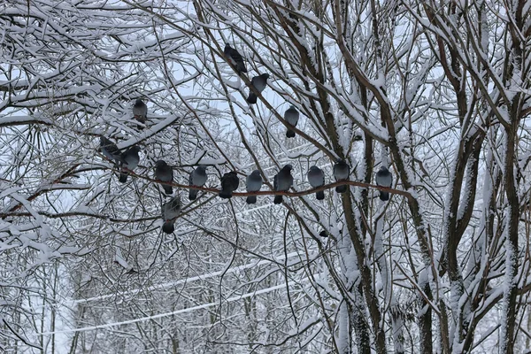 Vinter duva sittande på ett träd — Stockfoto