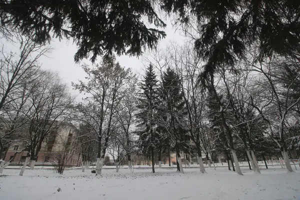 公園の冬の木や道 — ストック写真