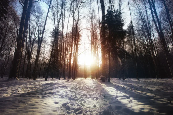 Зимові дерева лісу — стокове фото