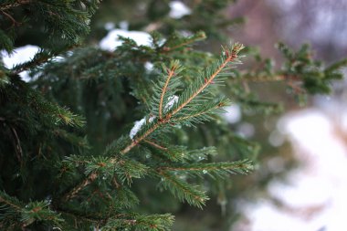 Kışın ağaç dalları