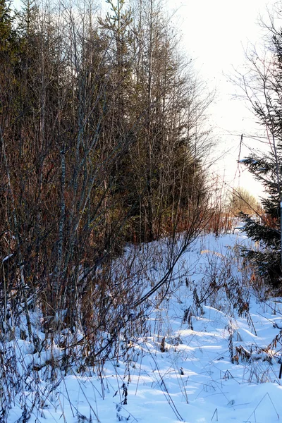 Winter tree in a field — Stock Photo, Image