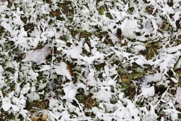 İlk kış kar dalları