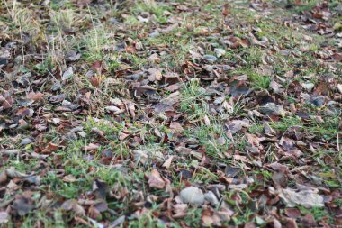 Sonbahar park ağaçlar çıplak