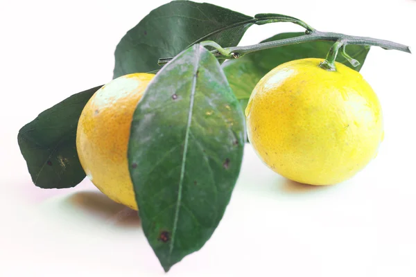 Mandarino isolato di frutta bianco — Foto Stock
