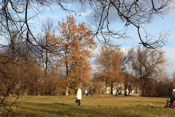 Árvores do parque de outono nuas — Fotografia de Stock