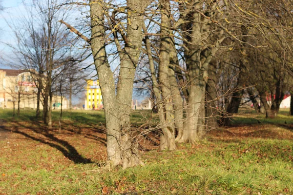 Árvores do parque de outono nuas — Fotografia de Stock