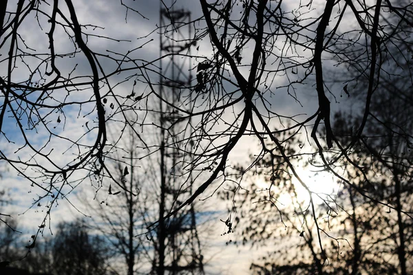 Sonbahar park ağaçlar çıplak — Stok fotoğraf