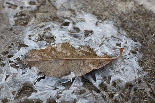 Corteza de hielo en un charco de hojas — Foto de Stock