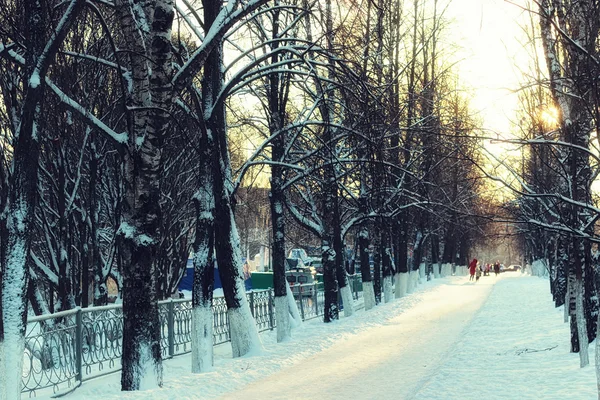 Alley alberi passerella inverno — Foto Stock