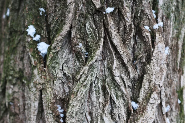 Взимку кора дерева — стокове фото