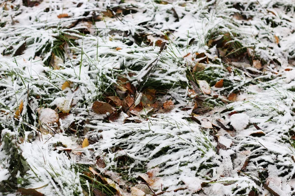 İlk kış kar dalları